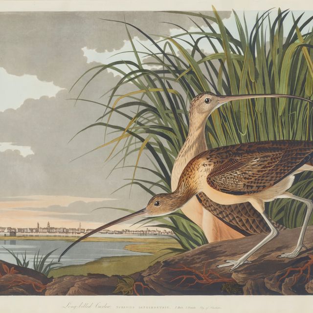 John James Audubon — Кроншнеп длинноклювый (Plate CCXXI) Numenius americanus