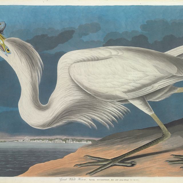 John James Audubon — Большая белая цапля (Plate CCLXXXI) Ardea occidentalis