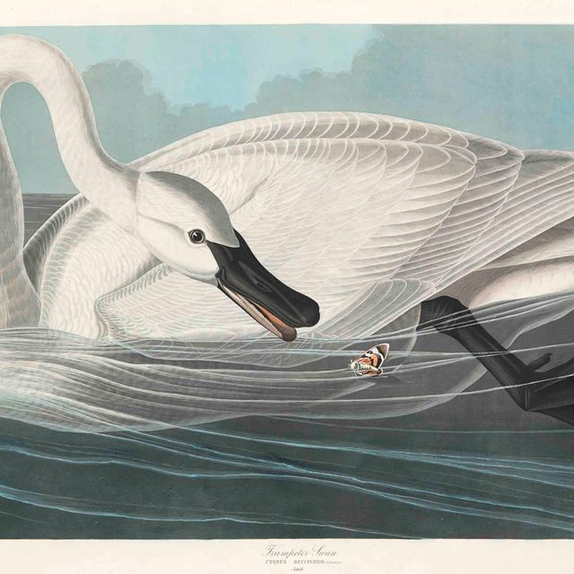 John James Audubon — Лебедь-трубач (пластинка CCCCVI) Cygnus buccinator