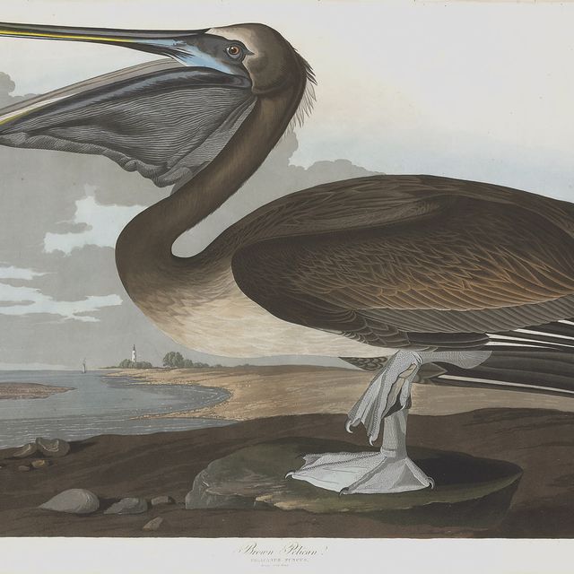 John James Audubon — Бурый пеликан (пластинчатый CCCCXXI) Pelicanus puscus