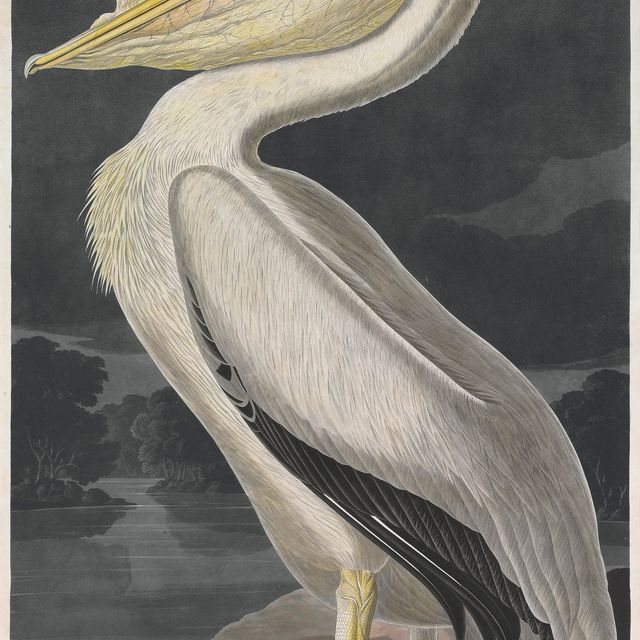 John James Audubon — Американский белый пеликан (Plate CCCXI) Pelicanus americanus