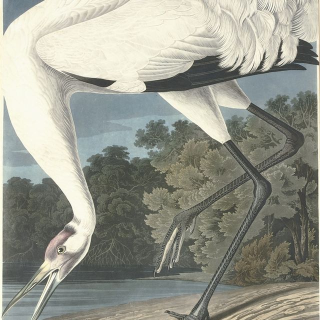 John James Audubon — Кран-манипулятор (табличка CCXXVI) Grus americana