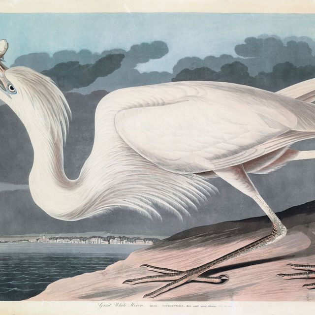 John James Audubon — Большая белая цапля (Plate CCLXXXI) Ardea occidentalis