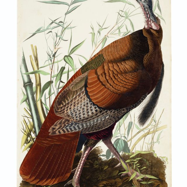 John James Audubon — Одюбон, 1830 год
