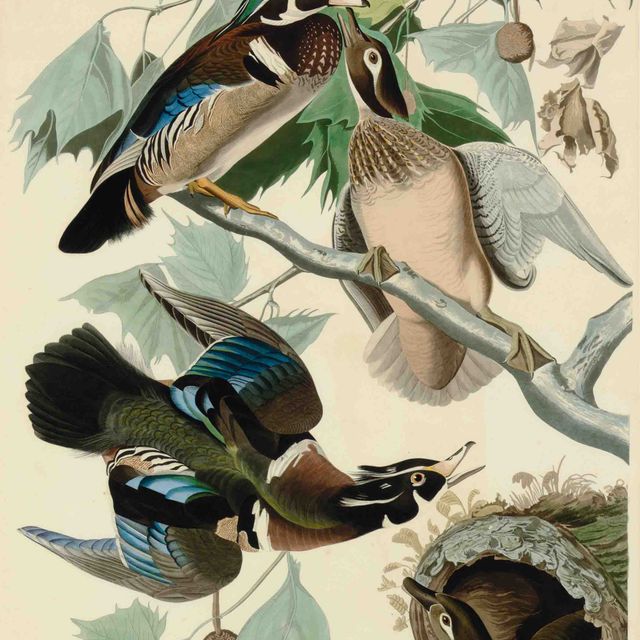 John James Audubon — Летняя или лесная утка (тарелка CCVI) Anas sponsa