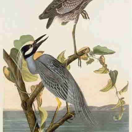 John James Audubon — Желтолобая цапля (пластинка CCCXXXVI) Ardea violaceus