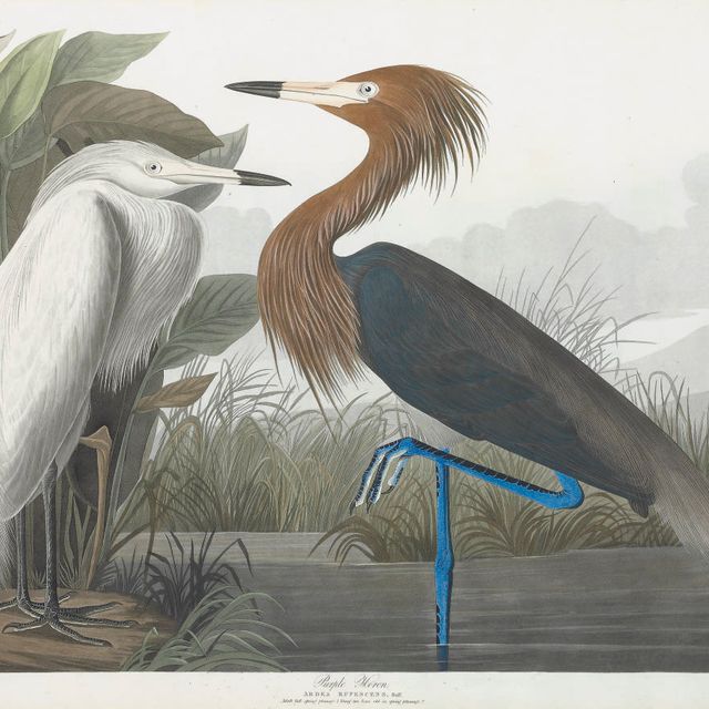 John James Audubon — Пурпурная цапля (Plate CCLVI) Ardea Rufescens, вариант 1
