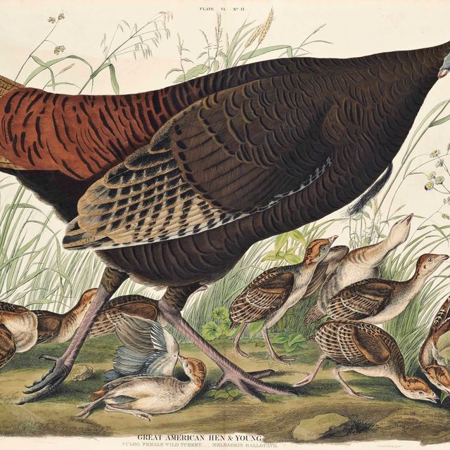 John James Audubon — Большая американская курица и молодняк. Обыкновенная самка дикой индейки. Мелагрис галлопаво. (Фото VI)