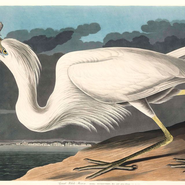 John James Audubon — Большая белая цапля (Plate CCLXXXI) Ardea occidentalis