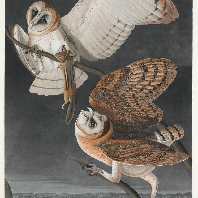 John James Audubon — Сипуха (пластинка CLXXI) Strix flammea