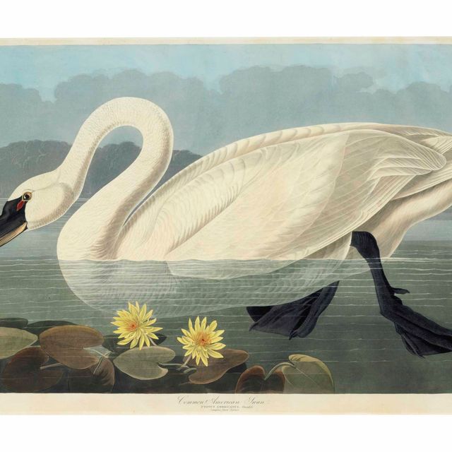 John James Audubon — Обыкновенный американский лебедь (Plate CCCCXI) Cygnus columbianus