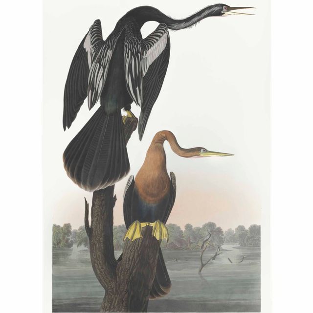 John James Audubon — Чернобрюхий стрекозел (Plate CCCXVI) Plotus anhinga, L.
