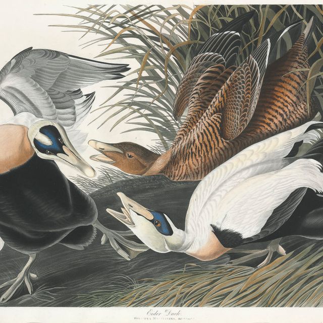 John James Audubon — Гагачья утка (тарелка CCXLVI) Fuligula mollissima