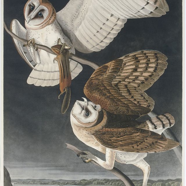 John James Audubon — Сипуха (пластинка CLXXI) Strix flammea