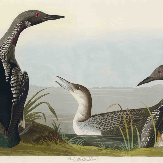 John James Audubon — Чернозобый ныряльщик (пластинка CCCXLVI) Colymbus arcticus