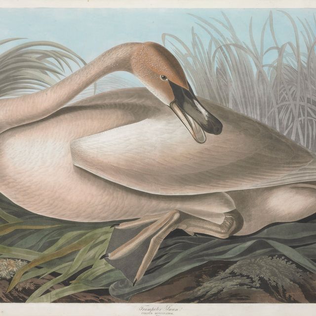 John James Audubon — Лебедь-трубач (фото CCCLXXVI) Cygnus buccinator