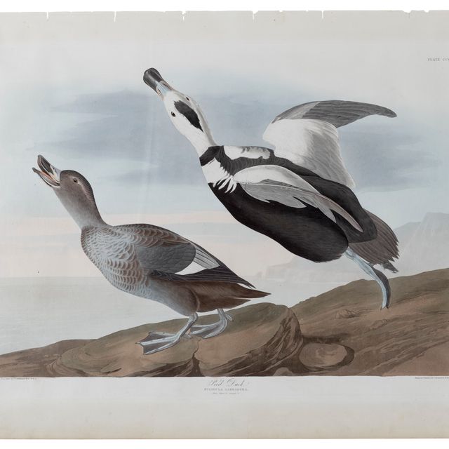 John James Audubon — Пестрая утка (табличка CCCXXXII) Лабрадорская утка, Camptorhynchus labradorius