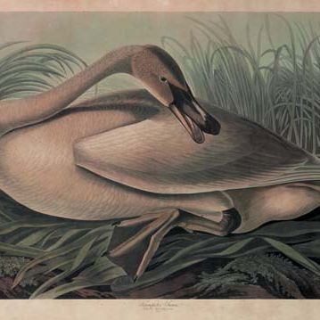 John James Audubon — Лебедь-трубач (фото CCCLXXVI) Cygnus buccinator