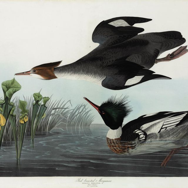 John James Audubon — Красногрудый мергансер (Plate CCCCI) Mergus serrator