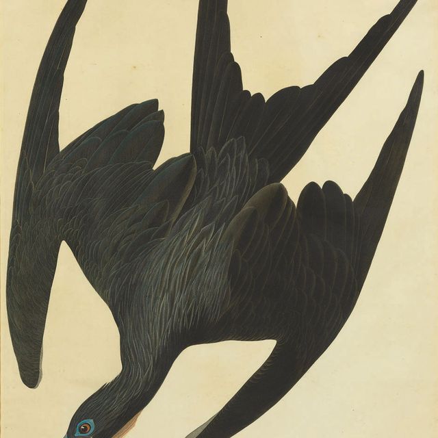 John James Audubon — Фрегат-пеликан (тарелка CCLXXI) Tachypetes aquilus