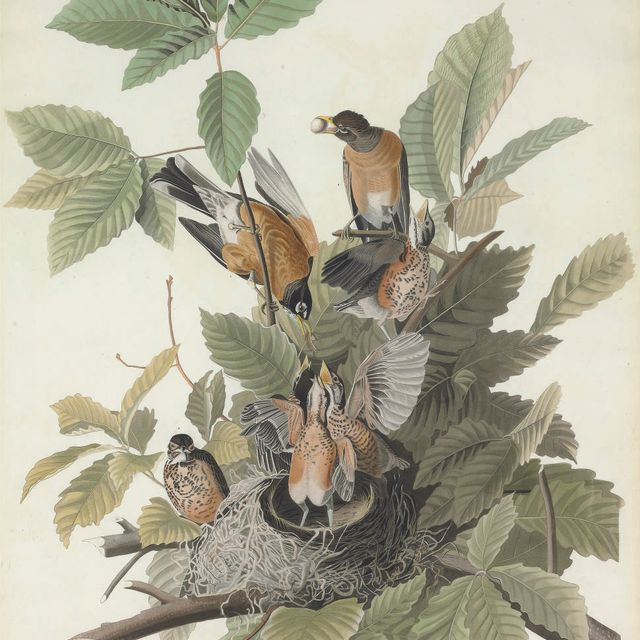 John James Audubon — Американская малиновка (пластинка CXXXI) Turdus migratorius