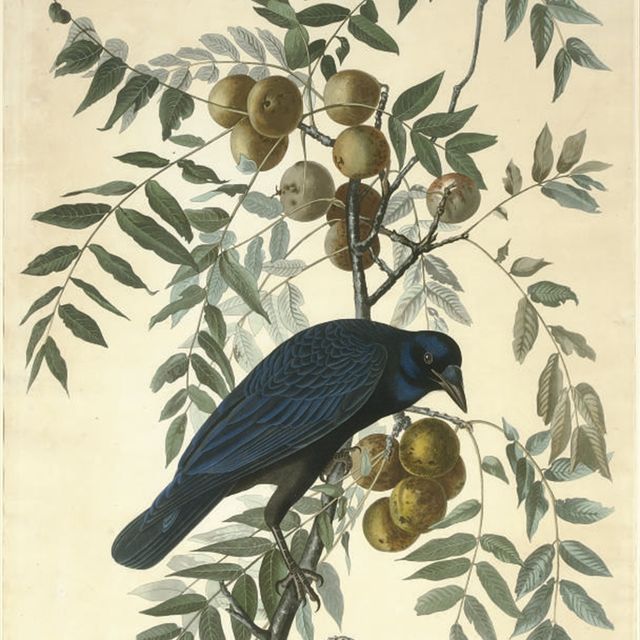 John James Audubon — Американская ворона (Plate CLVI) Corvus americanus Вариант 1