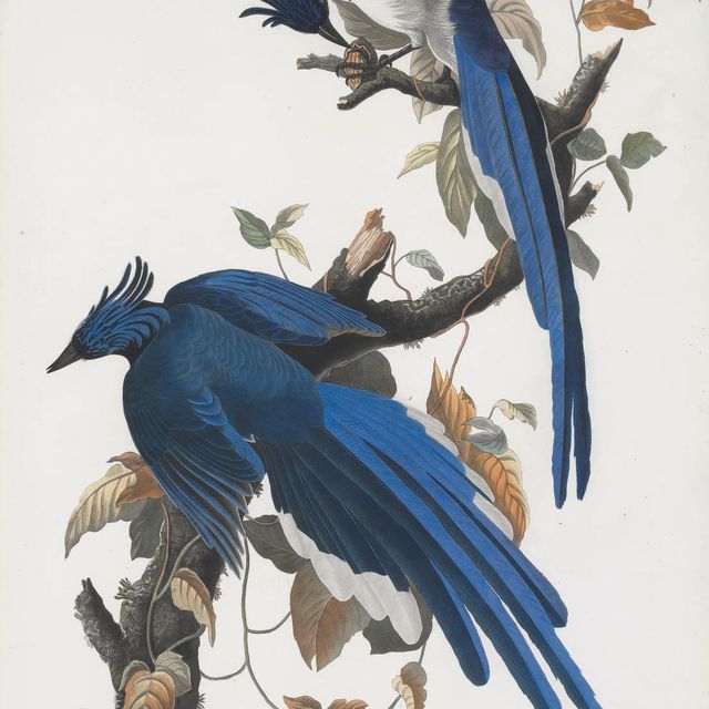 John James Audubon — Кумб-сойка (фото 96) Garrulus ultramarinus, вариант 1