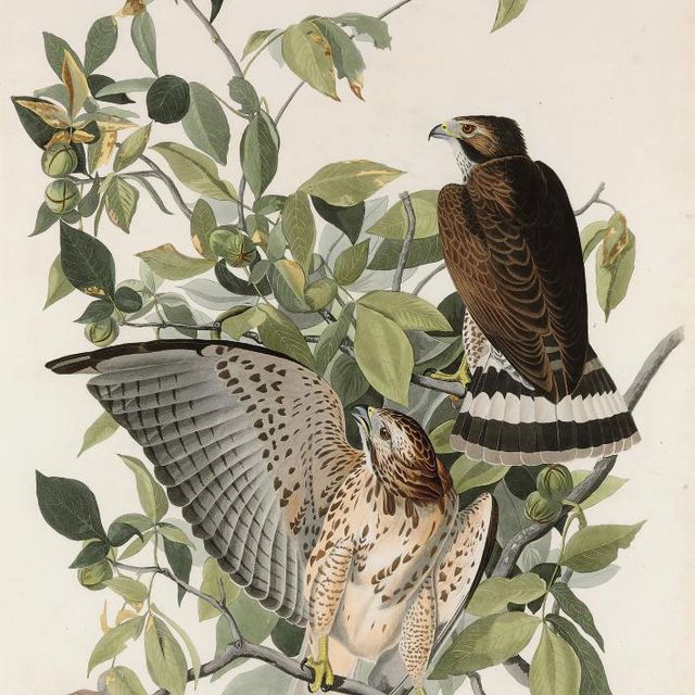 John James Audubon — Ширококрылый ястреб (Plate XCI) Falco Pennsylvanicus