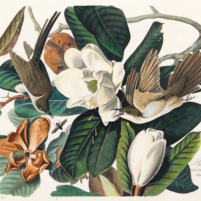 John James Audubon — Черноклювая кукушка (фото XXXII) Coccyzus erythrophthalmus, вариант 1