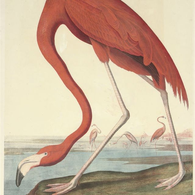 John James Audubon — Американский фламинго (фото 375) Phoenicopterus ruber