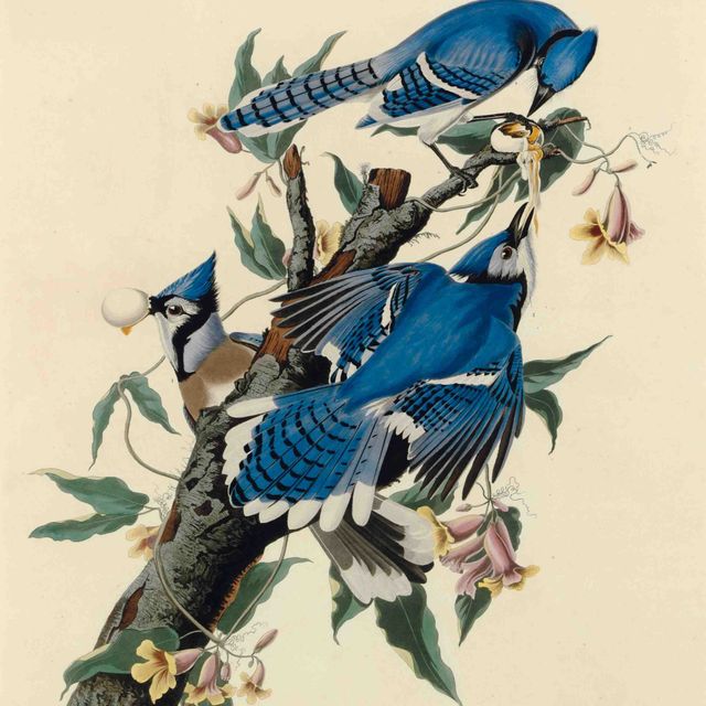 John James Audubon — Голубая сойка (пластинка CII) Corvus cristatus