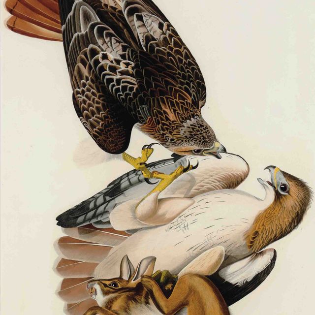 John James Audubon — Краснохвостый ястреб (Plate LI) Falco borealis Вариант 2