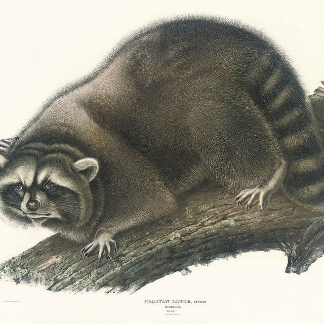 John James Audubon — Енот-самец; виргинский опоссум; Песец; техасский скунс; неотома Скалистых гор; Кольчатая белка-сурок; и лисица-сквирел