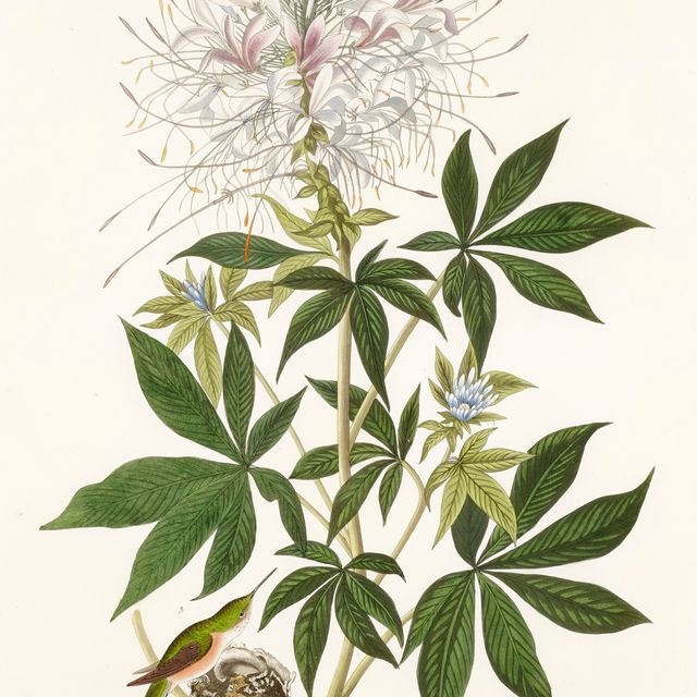 John James Audubon — Колибри с гофрированной шеей (фото CCCLXXIX) Рыжеватый колибри, Selasphorus rufus