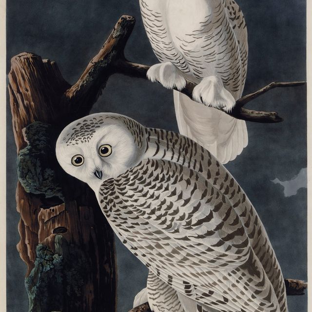 John James Audubon — Снежная сова (пластинка CXXI) Strix nyctea