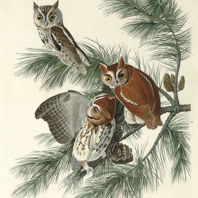 John James Audubon — Пестрая сова (фото 97) Strix asio, вариант 1