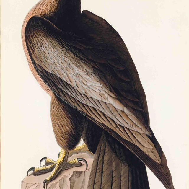 John James Audubon — Птица Вашингтона, или Большой американский морской орел (фото 11) Falco washingtoniensis, вариант 1