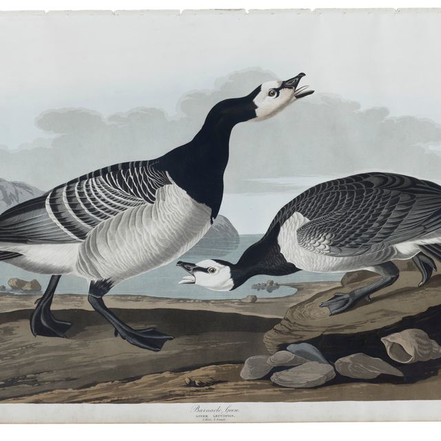 John James Audubon — Гусь-ракушка (тарелка CCXCVI) Branta leucopis