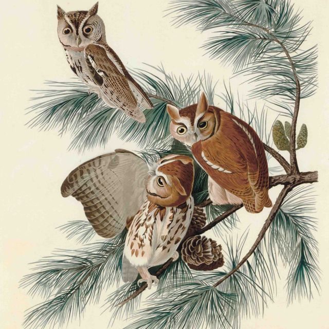 John James Audubon — Маленькая визжащая сова (фото XCVII) Strix asio, вариант 2