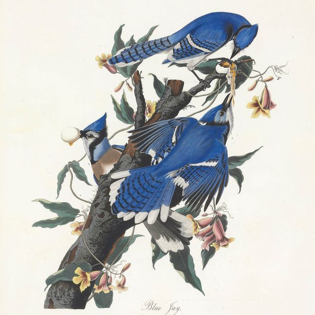 John James Audubon — Голубая сойка (пластинка CII) Corvus cristatus