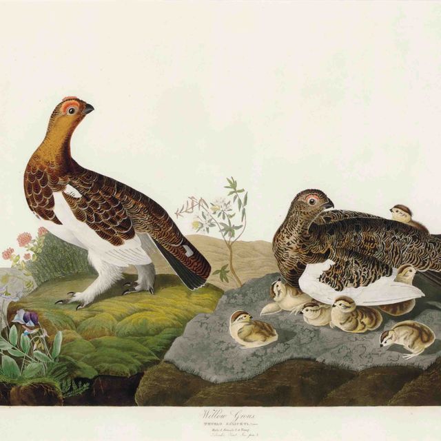 John James Audubon — Ивовая крупа (пластинчатая CXCI) Tetrao saliceti, вариант 2