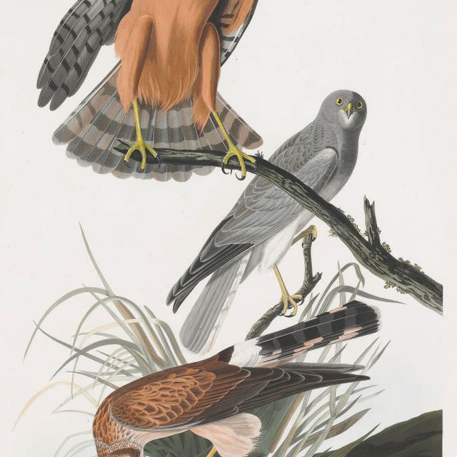 John James Audubon — Болотный ястреб (пластинка CCCLVI) Falco cyaneus