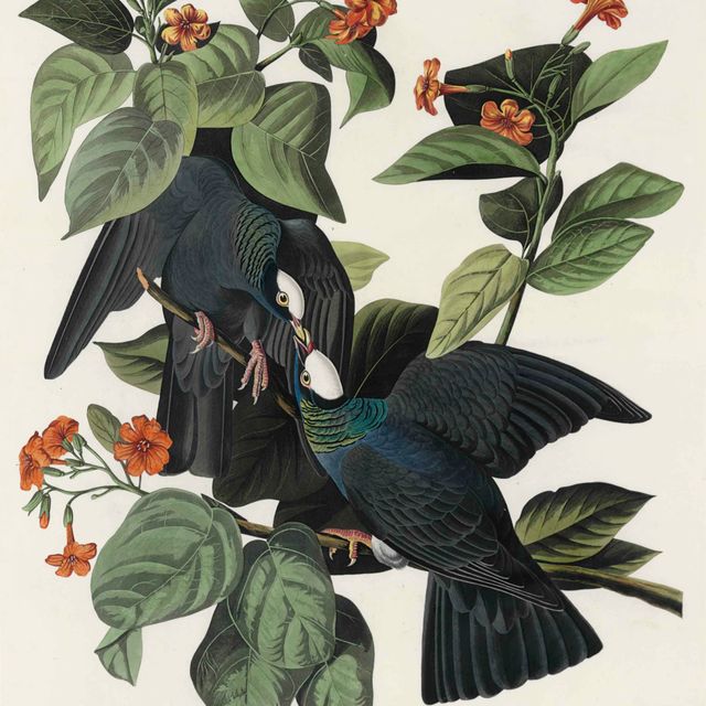 John James Audubon — Белоголовый голубь (табличка CLXXVII) Columba leucocephala