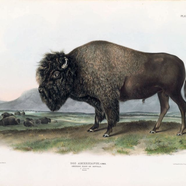 John James Audubon — Американский бизон или буйвол (Plate LVI) Bos americanus