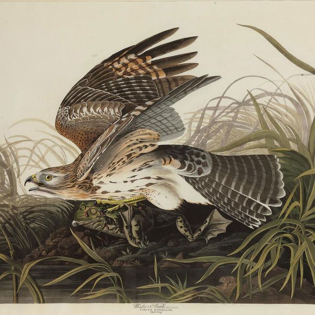 John James Audubon — Зимний ястреб (фото 71) Circus hyemalis, вариант 1