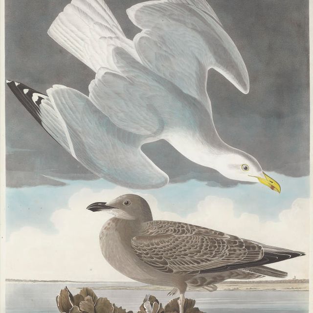 John James Audubon — Серебристая чайка (Plate CCXCI) Larus argentatus