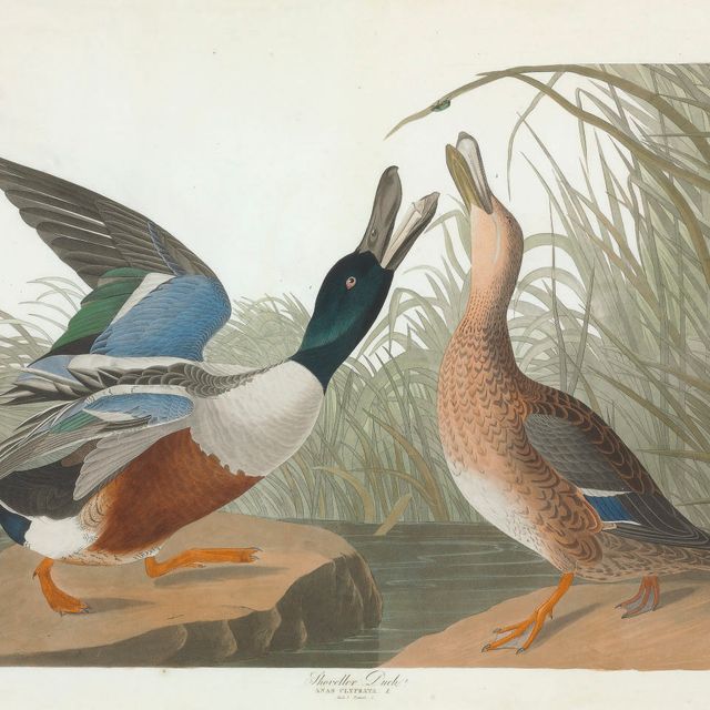 John James Audubon — Утка-лопатка (Plate CCCXXVII) Anas clypeata