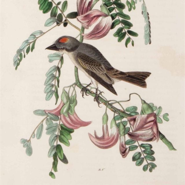 John James Audubon — [Птицы Северной Америки]: Двенадцать тарелок