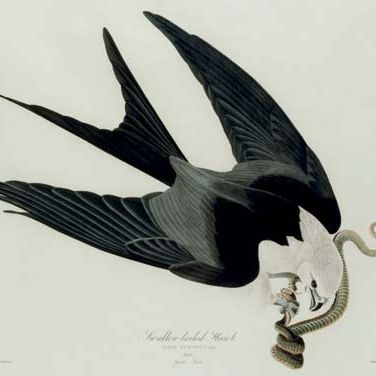 John James Audubon — Ястреб-ласточкохвост (пластина LXXII) Falco furcatus, вариант 2