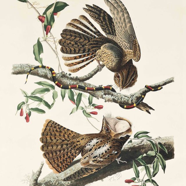 John James Audubon — Вдова Чака Уилла, Caprimulgus Carolinensis (фото 52)
